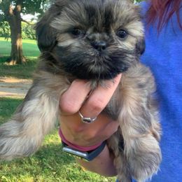 Newfoundland and Shih Tzu Puppies from Grand Meadow Newfoundlands