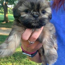 Newfoundland and Shih Tzu Puppies from Grand Meadow Newfoundlands