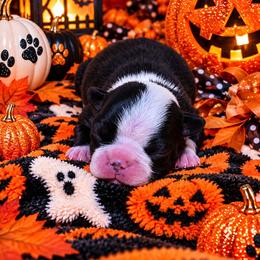 Classic Black White Girl - Black and white female Boston Terrier puppy in San Antonio, Texas from JT Bostons