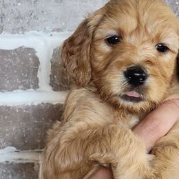 Daisy - Goldendoodle puppy in Peoria, Arizona from Sonoran Desert Doods