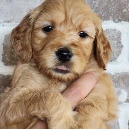 Daisy - Goldendoodle puppy in Peoria, Arizona from Sonoran Desert Doods