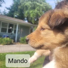 Collie Puppies from Jamie Jamie Andersen Andersen