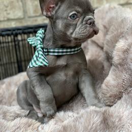 Mack - Blue male French Bulldog puppy in Minneapolis, Minnesota from Flyazz Frenchies Kennels