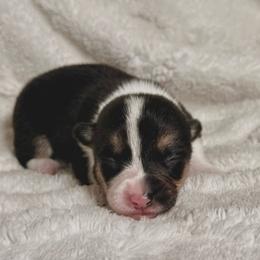 Girl 2 - Black and tan female Pembroke Welsh Corgi puppy in Northwood, Iowa from Sorrel Sands Corgis