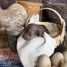 Toffee - Chocolate and tan female Dachshund puppy in Cabool, Missouri from White Cottage Dachshunds