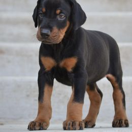 Doberman Pinscher Puppies from Obsidian Kennels