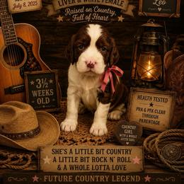 Miranda Lambert - Liver and white female English Springer Spaniel puppy in Cookeville, Tennessee from Krossroads Kennel