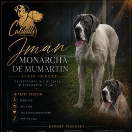 Stout - Great Dane