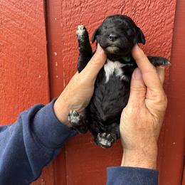 Reese - Black female Poodle puppy in St. Johnsbury, Vermont from Poodles of the Northern Woods