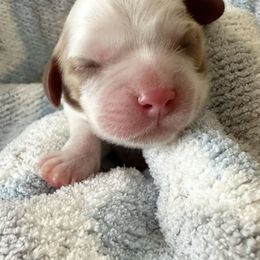 Charlie - Blenheim Cavalier King Charles Spaniel puppy in Georgia from Southern Bred Cavaliers