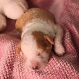Lily - Red phantom female Aussiedoodle puppy in Nephi, Utah from Peachydoodlepups
