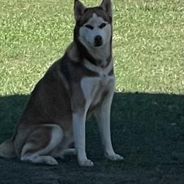 Mishka - Siberian Husky
