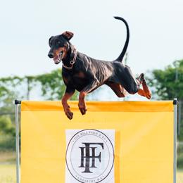 Doberman Pinschers from Von Lila Dobermans