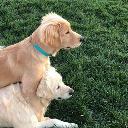 Golden Retriever Puppies from Welch Family Golden Retrievers