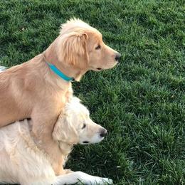 Golden Retriever Puppies from Welch Family Golden Retrievers