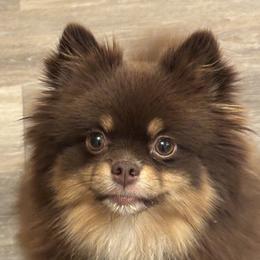 Bailey - Pomeranian