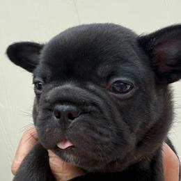Shirley - Black female French Bulldog puppy in Clifton, Texas from Blue Ribbon French Bulldogs