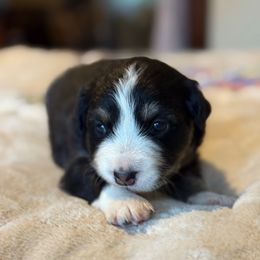 BlackBerry - Black tri-color female Australian Shepherd puppy in Yelm, Washington from Country Rose Australian Shepherds