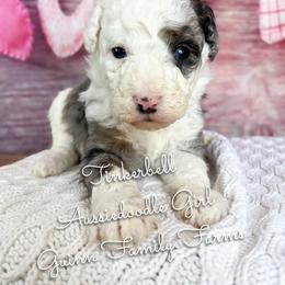 Tinker Bell - Blue merle female Aussiedoodle puppy in Grove, Oklahoma from Guinn Family Farms
