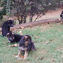German Shepherd Puppies from Sevilla German Shepherds
