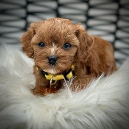 Machu Picchu - Red female Cavapoo puppy in Palm Beach County, Florida from Benji’s Cockapoos