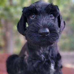 Sloane AKC imported Russian champion lines - Black female Giant Schnauzer puppy in Saratoga Springs, Utah from Happy Beard Schnauzers