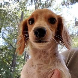 Pepper - Dachshund