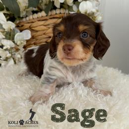 Sage - AKC - Silky - Chocolate and tan female Dachshund puppy in Kemp, Texas from Koli Acres
