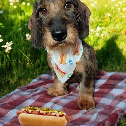 Wolfie - Dachshund