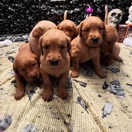 Golden Retriever Puppies from A1 Supreme Kennels