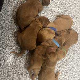 Spruce - green collar  boy - Dark golden male Golden Retriever puppy in Aumsville, Oregon from Bigfoot Goldens - AKC Registered Dark Red