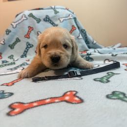 Boy 3-Black - Golden male Golden Retriever puppy in North Pole, Alaska from Mulberry Retrievers