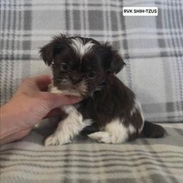 Orange Collar - Liver and white female Shih Tzu puppy in Wymore, Nebraska from RVK Bulldogs & Shih-Tzus