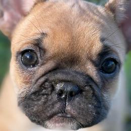 Champagne - Fawn female French Bulldog puppy in Lakeland, Florida from Fur Love And Puppies