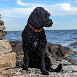 Portuguese Water Dog Puppies from Charly's Angels Portuguese Water Dogs