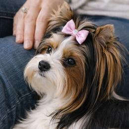 Biewer Terriers and Yorkshire Terriers from Little Paw Cottage