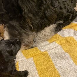 Schnoodle Puppies from Noodle Tings Puppies