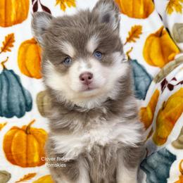 Roswell - Lavender female Pomsky puppy in Sheffield, Iowa from Clover Ridge Pomskies