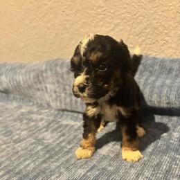Sasha - Tri-color female Bernedoodle puppy in Battle Creek, Michigan from T-Rose’s Bernedoodle & Pomsky Puppies