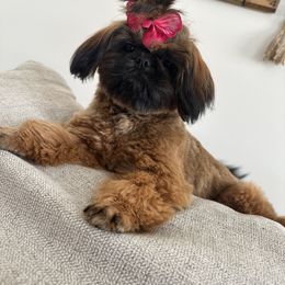 Cora - Shih Tzu