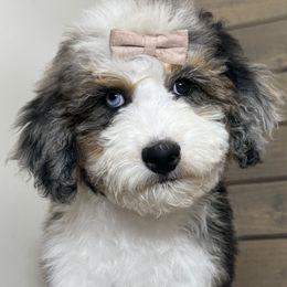 Bernedoodles, Old English Sheepdogs, and Sheepadoodles from Desert Sheepies and Doodles