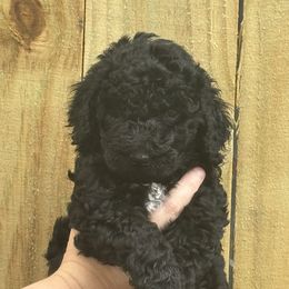 Fendi - Black female Poodle puppy in Bremen, Georgia from Kelley’s Poodle Patch