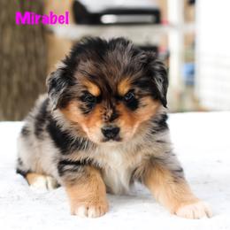 Mirabel - Australian Shepherd puppy in Coldwater, Michigan from Northern Star Australian Shepherds