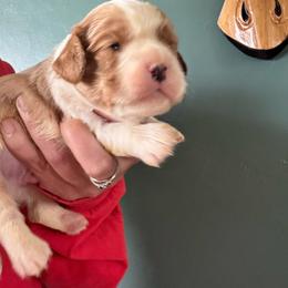 Orange - Blenheim male Cavalier King Charles Spaniel puppy in Greenleaf, Wisconsin from Ledgetop Family Cavaliers