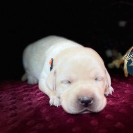 Labrador Retriever Puppies from Gochee Labs