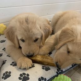 Golden Retriever Puppies from Lake Champlain Goldens