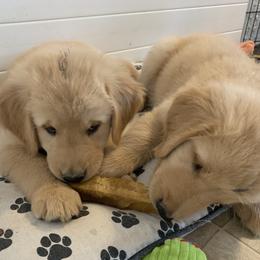 Golden Retriever Puppies from Lake Champlain Goldens
