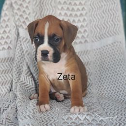 Zeta - Fawn female Boxer puppy in Newville, Pennsylvania from Zimmerman's Pets