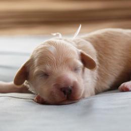 Mr. White Collar - Cream male Maltipoo puppy in Springtown, Texas from North Texas Puppies