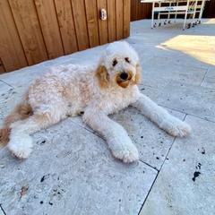 Goldendoodle and Poodle All Grown Up from Rainbow Poodles and Doodles of Oklahoma